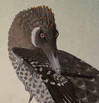 The velociraptor has long been depicted as a scaly creature. That’s all changing as fossil evidence shows how widespread feathers were among dinosaurs. Preening velociraptor illustration by John Conway.