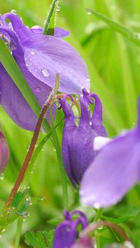 Columbines have a unique shape to their bloom, with trailing tails coming from behind the trumpet-shaped bloom, and not only will you love looking at them, but hummingbirds will too. Although the mouths of these blooms are wider than many others on this list, that doesn’t mean that insects can easily get to the nectar, because columbines are still deep. Read this article to find 35 flowers that attract hummingbird.