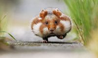 15 Adoráveis Hamsters Com Excesso De Fofura