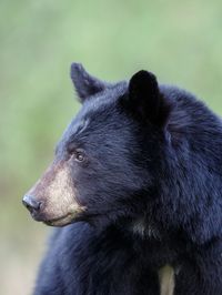 Beautiful black bear in the Great Smoky Mountains
