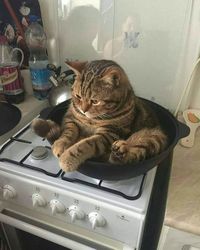 cats pets cute