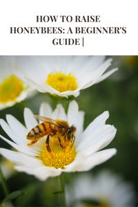 How to Raise Honeybees: A Beginner's Guide