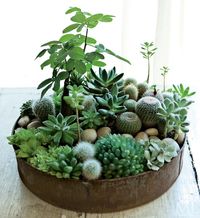 Summer centerpiece // Succulent garden