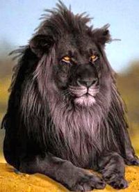 The opposite of albinism called melanism, a recessive trait where the skin and fur are all black
