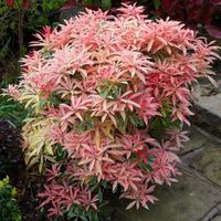 Flaming Silver Pieris Shrubs for Sale | Garden Goods Direct