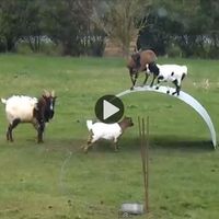 This charming video illustrates one of the most endearing qualities of goats: their love of play. In this case, you’ll see goats playing on a flexible piece of steel ribbon. Your goat herd will be happier and easier to handle if if you supply something for them to play on. www.motherearthnews.com/homesteading-and-livestock/goat-play-video-zbvyz1402zmat https://www.motherearthnews.com/homesteading-and-livestock/goat-play-video-zbvyz1402zmat
