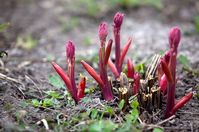 How to Grow Peonies – Sunny Home Creations