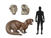 Enhydriodon dikikae | Dinopedia | Fandom