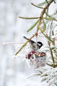 Follow The Yellow Brick Home - Embrace Winter Wonders! Enjoy cozy interiors and the beauty of nature.
