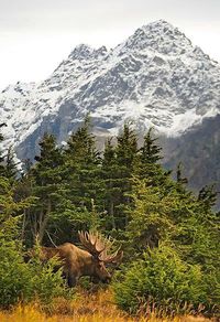 Chugach State Park, Alaska, USA #TravelDestinationsUsaCities
