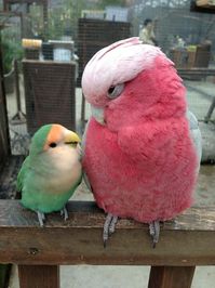 I believe in pink.