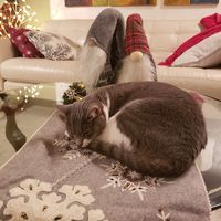 Here's to my former wrapping helper, Misha, who left me this year. Gone but never forgotten.