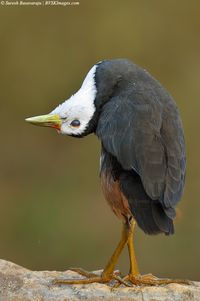 White-breasted Waterhen | ©Suresh Basavaraju (Bengaluru, Karnataka, India) | This contortionist White-breasted Waterhen, was just shaking of the water after stepped out of a pond.