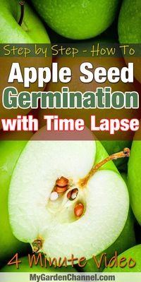 4 minute garden video growing apples from seeds with time lapse (step by step) #apples #planting #garden #gardening #growing #growingApples
