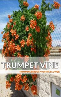 Orange Trumpet vine requires little care once established. Trumpet creeper is a vigorous grower. Remember, water only as needed and do not fertilize. About the only maintenance you’ll need to perform is pruning. Orange Trumpet vine requires regular pruning to keep it under control. Pruning takes place in early spring or fall. Remember Spring is best and the plant may be severely pruned back to just a few buds. #flower #garden #plants
