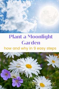Grow a moonlight garden! Not only are moon gardens beautiful but they have added benefits. 9 easy steps to creating a beautiful moonlight garden for all to enjoy!