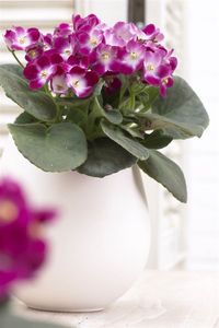 20 plantas de interior muy resistentes (aptas para negados). Violeta africana o Saintpaulia.