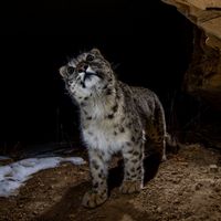 National Geographic on Instagram: “Photo by Prasenjeet Yadav @prasen.yadav / Snow leopards have evolved to live in high-elevation deserts, and every part of their body shows…”