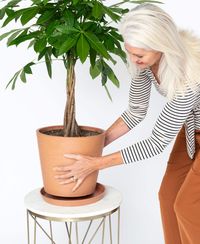 Buy Large, Potted Money Tree Indoor Plant | Bloomscape