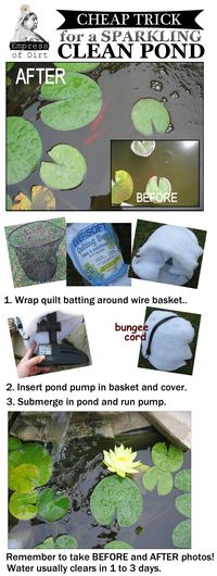 Cheap trick for a sparkling, clean pond (and eco-friendly too).