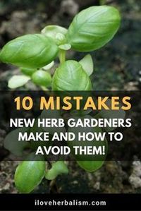 There are a few simple mistakes that many herb newbies make (and I know, because I made most of ’em myself). Master these simple and practical tips for herb gardening and you’ll be using your own fresh herbs like Mario Batali in no time.