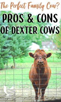 Dexter Cattle? Do they make the perfect family cow? Learn the truth about the claims and the pros & cons of this mini-cow breed. #dexter #cow #cattle #mini #homestead #familycow #reformationacres