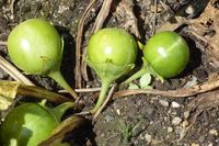 Frutos eram conhecidos como 'as maçãs do diabo' por seu efeito afrodisíaco (Foto: Reprodução/Pinterest)