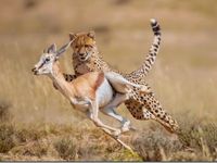 93 Ideas De Cazando A La Presa Hunting Animales Fotografía Animal Animales Salvajes