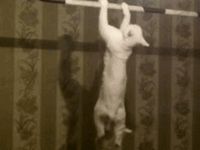 это наше все))): лучшие изображения (39) | Cutest animals, Cut ...