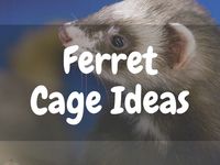 ferret cage