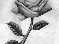 50 Beautiful drawn roses ideas in 2022 | roses drawing, flower ...