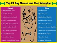 17 Best Dogs Name ideas | best dog names, dog names, dogs