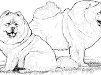 180 Drawing - Dogs ideas | dog drawing, animal drawings, dogs