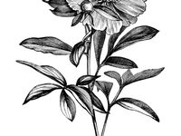 500 Best realistic flower drawing ideas | flower drawing, realistic ...