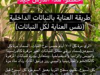 Pin By Mona Ahmed On نباتات Fruit Plants Garden Care Useful Life Hacks
