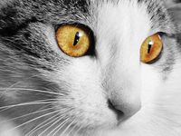 Kittens, Kitty cats and Litter box