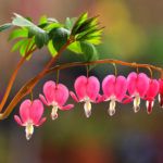Лучших изображений доски «Цветы»: 223 в 2019 г. | Plantas ...