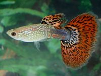 Underwater world in the room: лучшие изображения (712) в 2019 г.