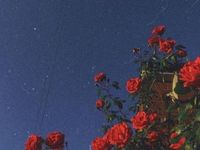 250 ideas de Fondos de milipili | fondos de pantalla reggae, fotos de