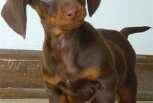 Joe Marchbanks Joemarchbanks On Pinterest