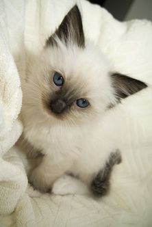 Paige Speakman Paigespeakman Profile Pinterest Paige Speakman Paigespeakman Profile Pinterest