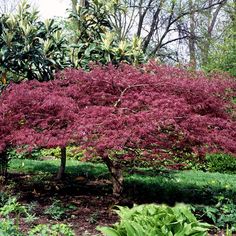 135 Best Flowering Ornamental Trees Images On Pinterest In 2018 135 Best Flowering Ornamental Trees Images On Pinterest In 2018 Drought Tolerant Landscape Architecture Design And