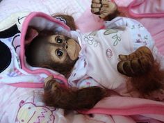 reborn monkey dolls for sale