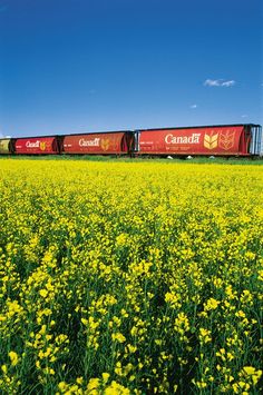 31 best canola fields images on pinterest in 2018 fields canola