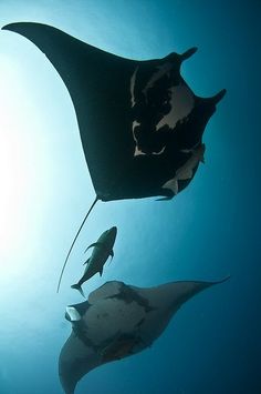 10 best manta rays