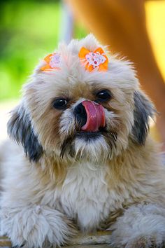 16 Unreal Pug Cross Breeds You Have To See To Believe ... 16 Unreal Pug Cross Breeds You Have To See To Believe ...