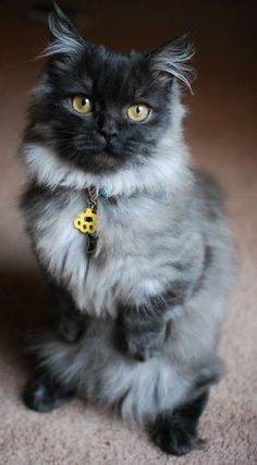 midget cat midget cat pinterest midget cat and cat