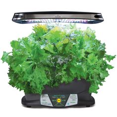 aerogarden ultra led weed grow amazoncom miraclegro aerogarden extra led indoor garden with gourmet herb seed 131 best aerogardens and accessories images on pinterest aerogarden ultra led weed grow amazoncom miraclegro aerogarden extra led indoor garden with gourmet herb seed 131 best aerogardens and accessories images on pinterest