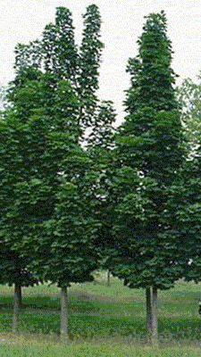 Regal Prince Oak Tall And Narrow Columnar Outside Es Columnar Norway Maple Gets To Only 15 Feet Wide Tall In Maturity This Slow Growing Tree Is A Beauty Since It Stays So Slender Makes Great