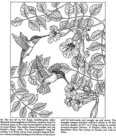 dover coloring book pages forest animals coloring book ruby throated hummingbird trumpet - Hummingbird Coloring Page dover coloring book pages forest animals coloring book ruby throated hummingbird trumpet - Hummingbird Coloring Page